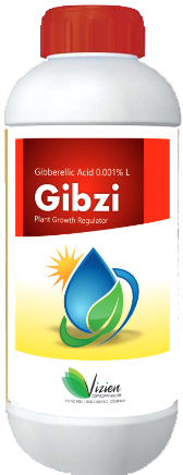 GIBZI
